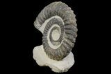 4.3" Early Devonian Ammonite (Anetoceras) - Tazarine, Morocco - #165873-2
